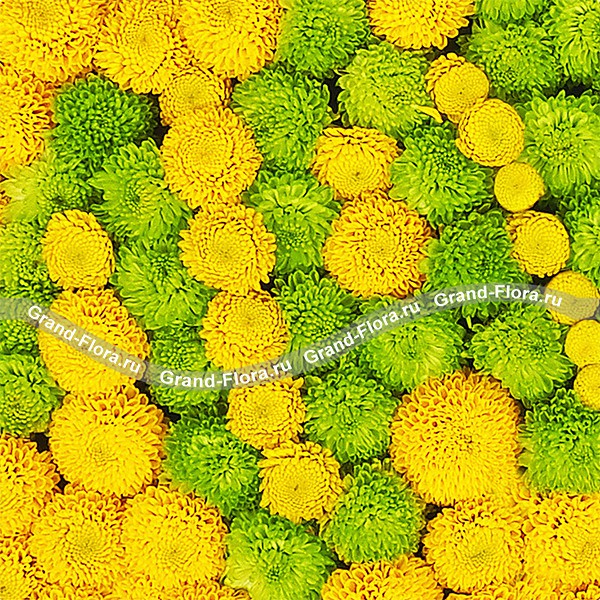 Маме – mini-композиция на оазисе из кустовой хризантемы